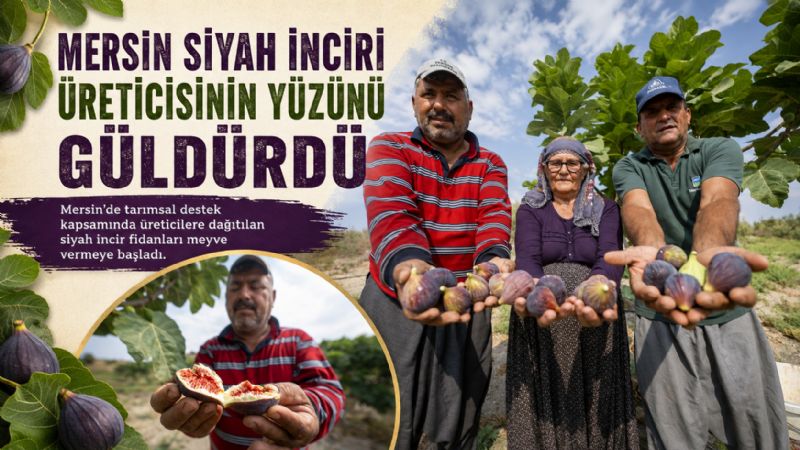 Mersin Siyah İnciri üreticisinin yüzünü güldürdü